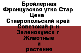 Бройлерная Французская утка Стар -53 › Цена ­ 90 - Ставропольский край, Советский р-н, Зеленокумск г. Животные и растения » Птицы   . Ставропольский край